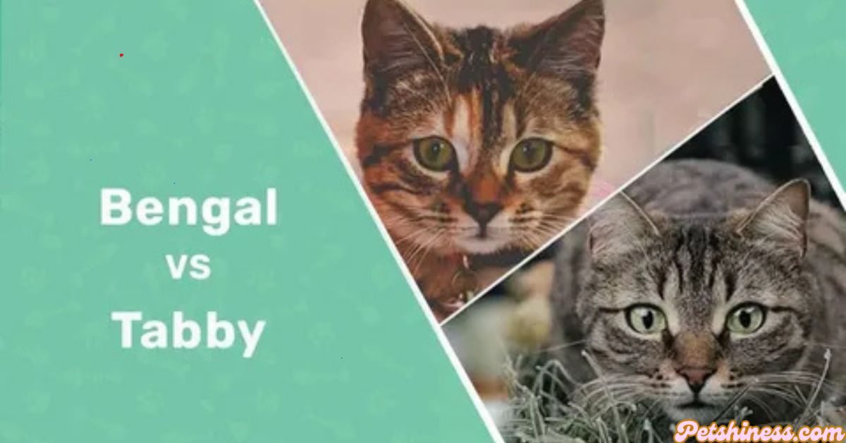 Bengal Tabby Mix : Everything You Need to Know