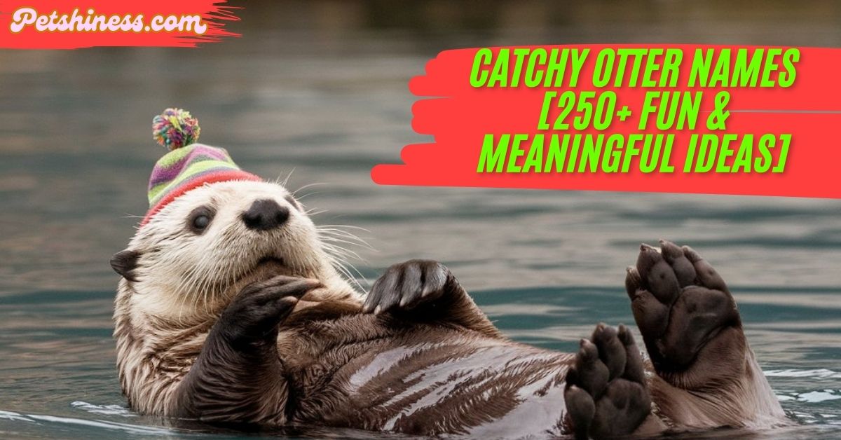 Catchy Otter Names [250+ Fun & Meaningful Ideas]