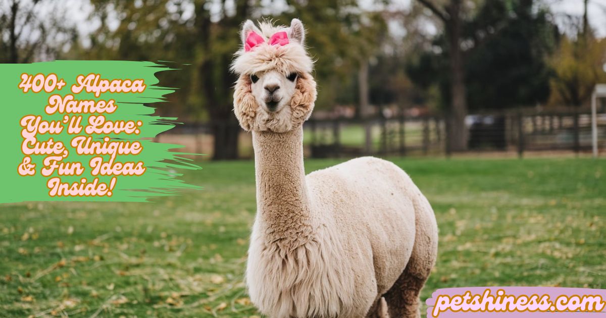 400+ Alpaca Names You’ll Love: Cute, Unique & Fun Ideas Inside!