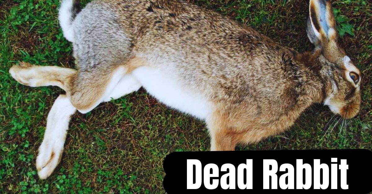 Dead Rabbit: A Surprising Symbol of Hidden Meanings