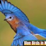 Blue Birds in North America