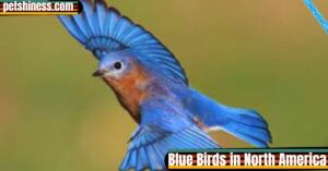 Blue Birds in North America