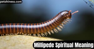 Millipede Spiritual Meaning