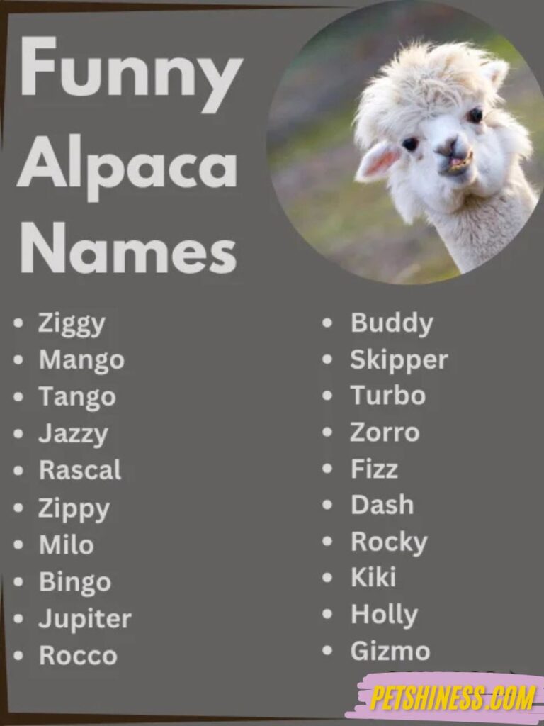 Funny Alpaca Names with Meanings