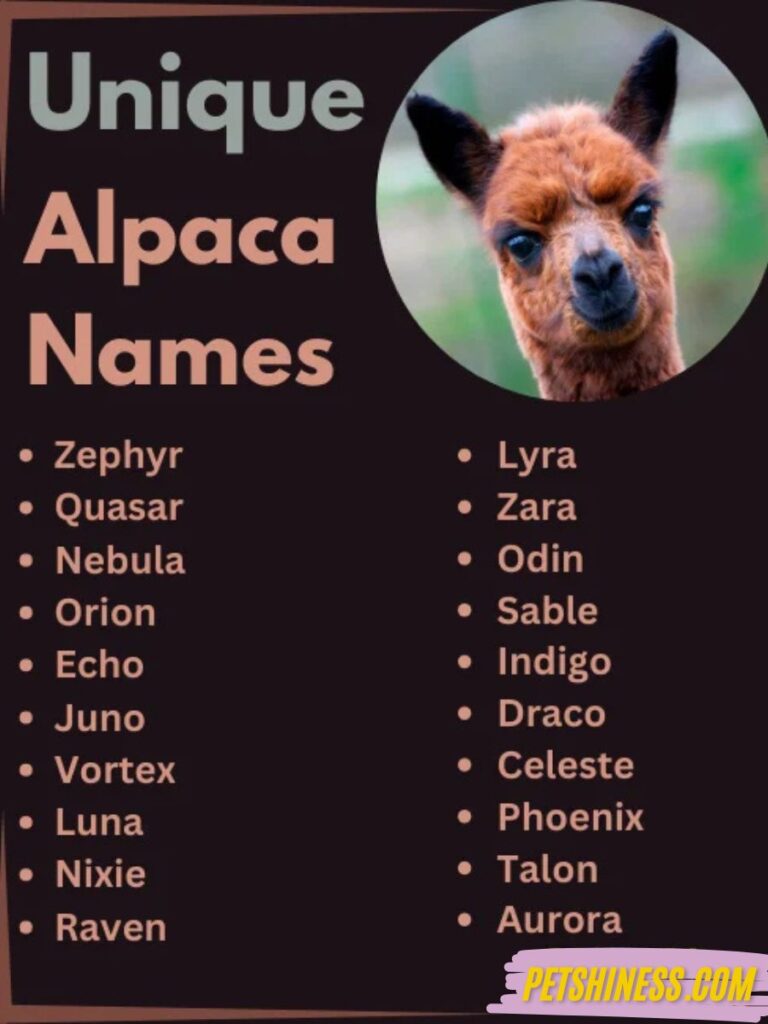 Unique Alpaca Names