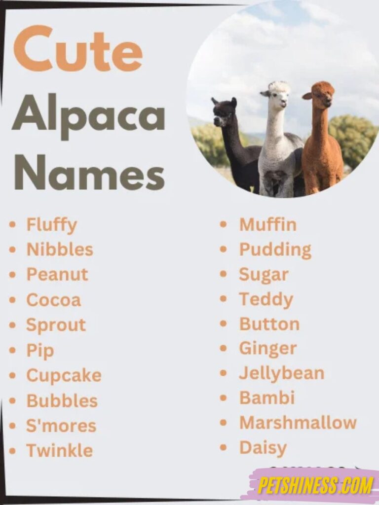 Cute Alpaca Names with Meanings