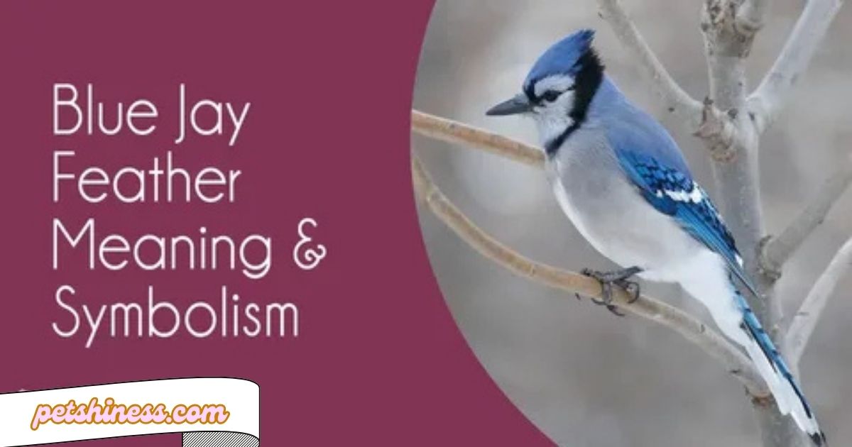 Blue Jay Feather Meaning: Unlocking Its Spiritual Symbolism