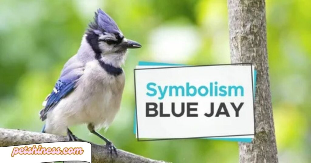 Key Characteristics and Qualities of Blue Jay Feathers