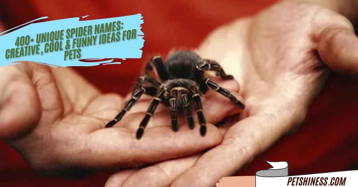 400+ Unique Spider Names: Creative, Cool & Funny Ideas for Pets