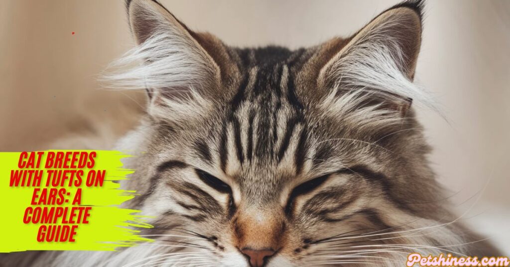 What Are Ear Tufts, and Why Do Cats Have Them?