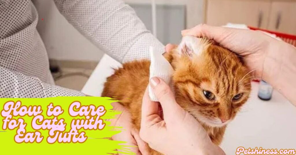 How to Care for Cats with Ear Tufts 