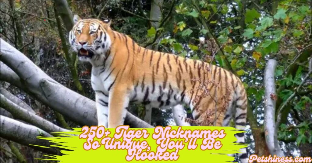 The Charm of Naming a Tiger