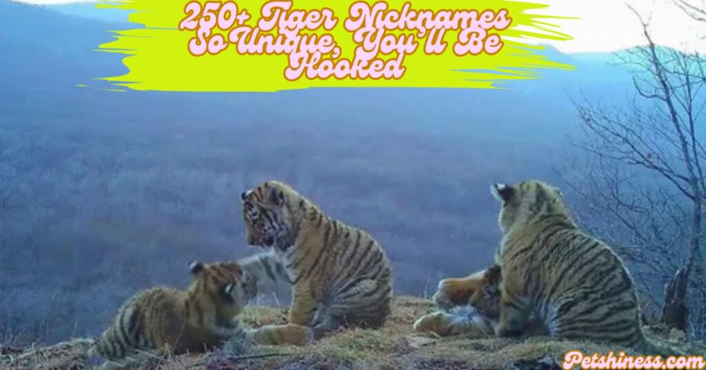 Cute Names for Tigers