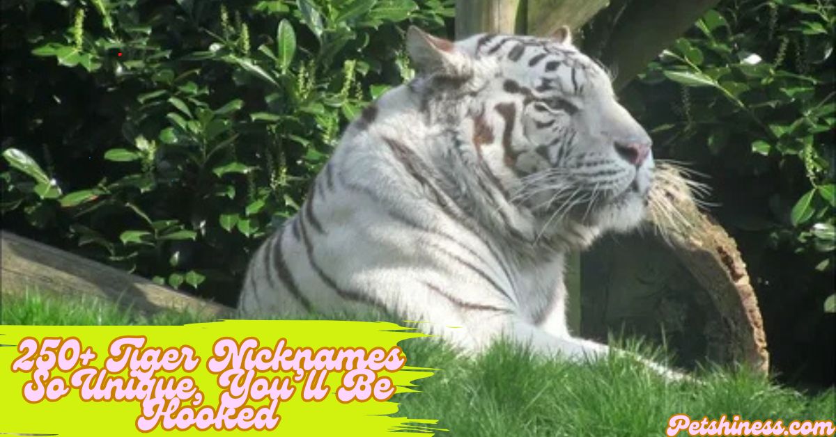 250+ Tiger Nicknames So Unique, You’ll Be Hooked