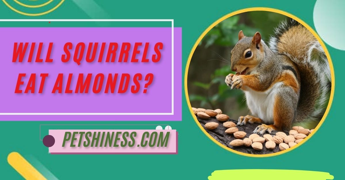 Will Squirrels Eat Almonds? Discover This Surprising Truth!