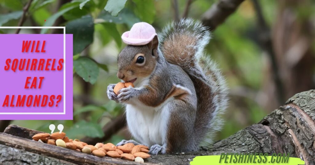 What Nuts Can Squirrels Not Eat?