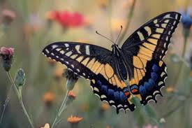 Tiger Swallowtail Butterfly Meaning: Discover Its True Symbolism