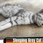 Sleeping Grey Cat in LOTRO